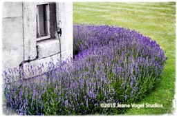 Lavender at the Tower
