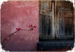 pink wall with shutters